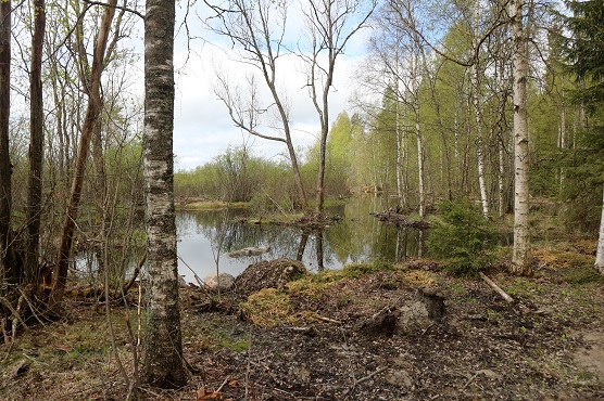 Silomäen kosteikko_Kuivasjärvi_556px